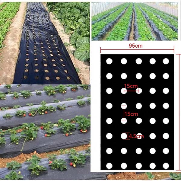 Perforirana agro folija 10 metara