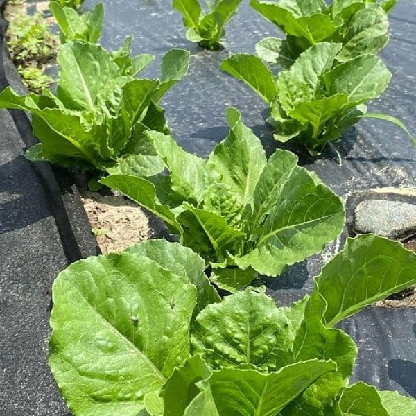 Perforirana agro folija 10 metara